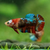 Multicolor/ Galaxy Koi Plakat- Female- 13 Weeks Old