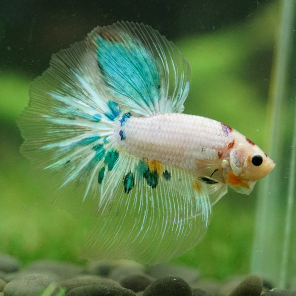 Galaxy/Candy Koi Halfmoon - 14 weeks old