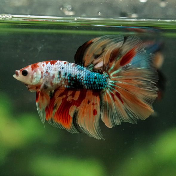 Galaxy/Candy Koi Halfmoon - 14 weeks old
