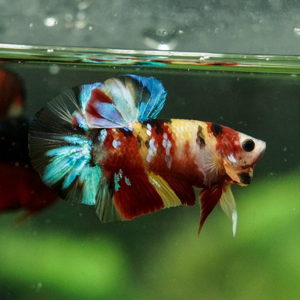Multicolor/Galaxy Koi Plakat -16 weeks Old