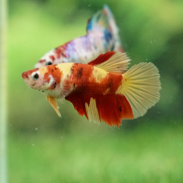 Multicolor/ Galaxy Koi Halfmoon - Female- 13 Weeks Old