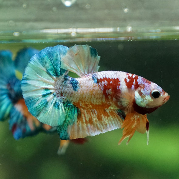 Multicolor/Galaxy Koi Plakat -11 weeks Old