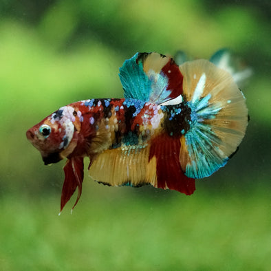 Multicolor/Galaxy Koi Plakat -16 weeks Old