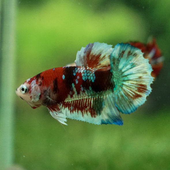 Multicolor/Galaxy Koi Plakat -11 weeks Old