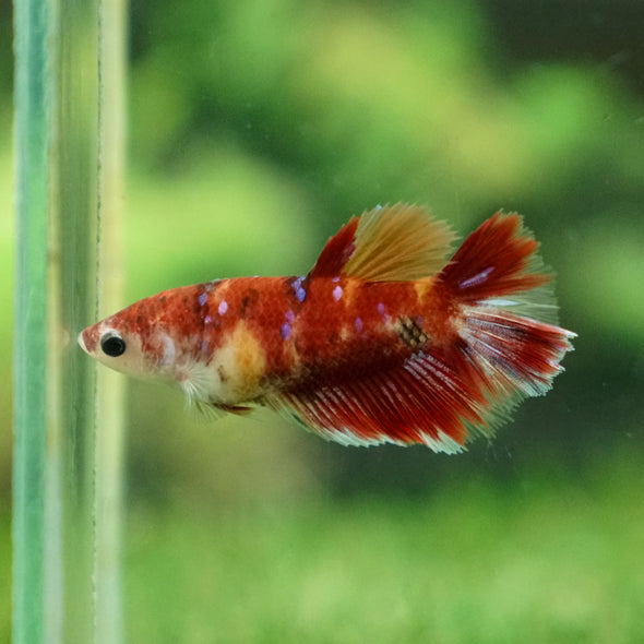 Multicolor/ Galaxy Koi Halfmoon - Female- 13 Weeks Old