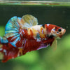 Multicolor/Galaxy Koi Plakat -13 weeks Old