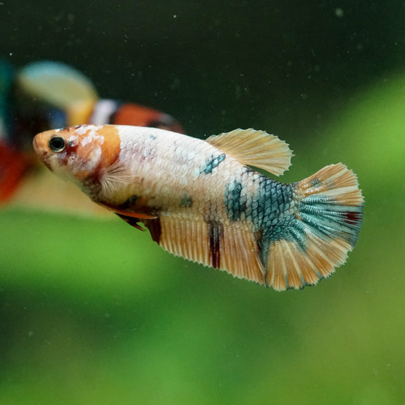 Multicolor/ Galaxy Koi Plakat- Female- 13 Weeks Old
