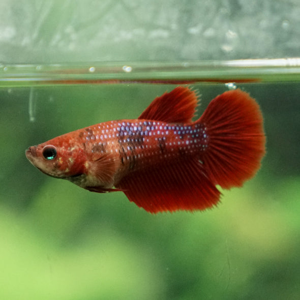 Multicolor/ Galaxy Koi Halfmoon - Female- 13 Weeks Old