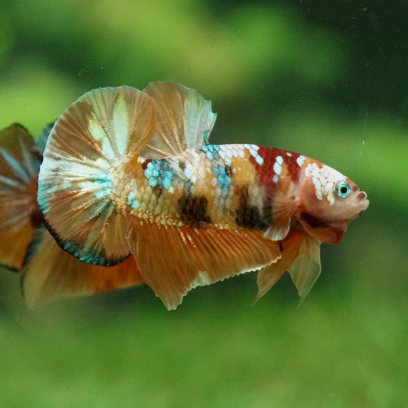 Multicolor/Galaxy Koi Plakat -13 weeks Old