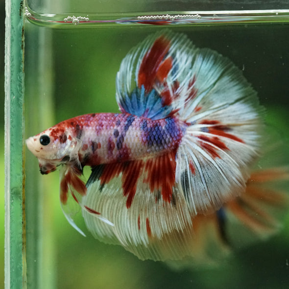 Galaxy/Candy Koi Halfmoon - 14 weeks old