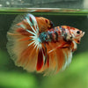 Galaxy/Candy Koi Halfmoon - 14 weeks old