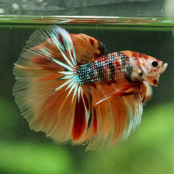 Galaxy/Candy Koi Halfmoon - 14 weeks old