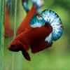Red Fancy (Hell Boy) Plakat -13 weeks Old