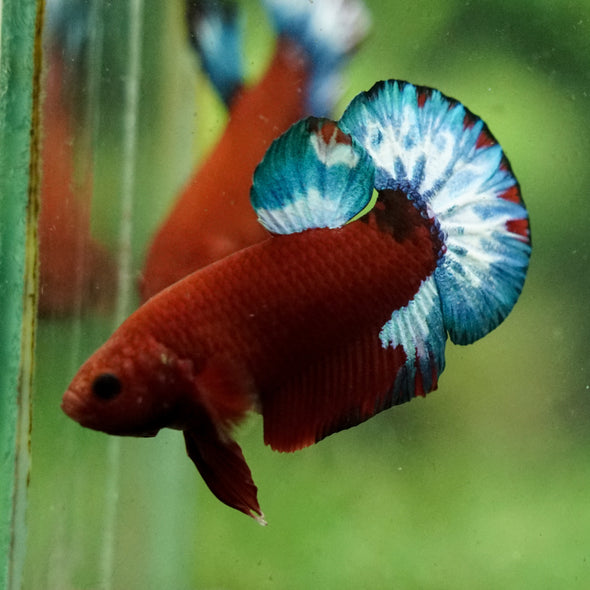 Red Fancy (Hell Boy) Plakat -13 weeks Old