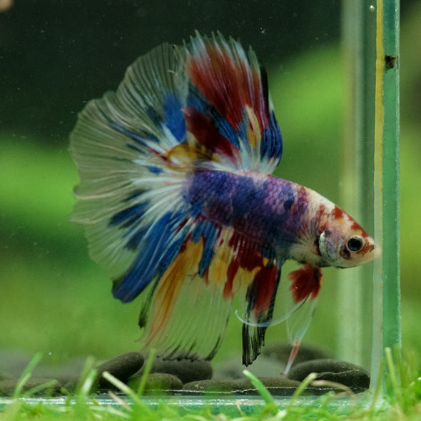 Galaxy/Candy Koi Halfmoon - 13 weeks old