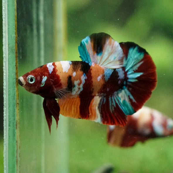 Multicolor/Galaxy Koi Plakat -16 weeks Old