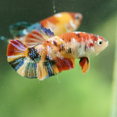Multicolor/ Galaxy Koi Plakat- Female- 13 Weeks Old