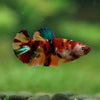 Multicolor/ Galaxy Koi Plakat- Female- 13 Weeks Old