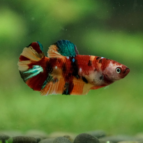 Multicolor/ Galaxy Koi Plakat- Female- 13 Weeks Old