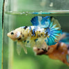 Multicolor/Galaxy Koi Plakat -16 weeks Old