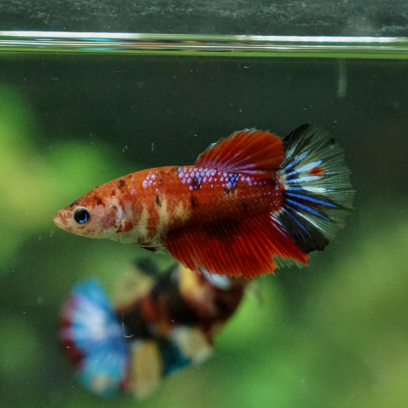 Multicolor/ Galaxy Koi Halfmoon - Female- 13 Weeks Old