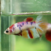 Multicolor/ Galaxy Koi Halfmoon - Female- 13 Weeks Old