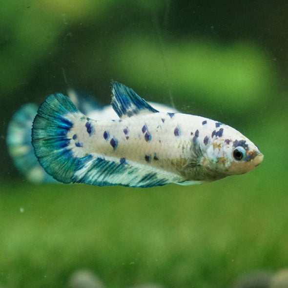 Blue/Green Dalmatian Plakat- Female