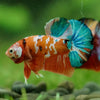 Multicolor/Galaxy Koi Plakat -16 weeks Old