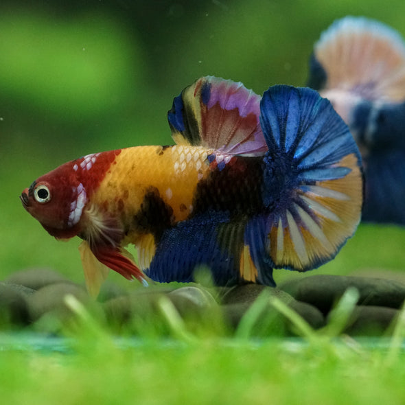 Multicolor/Galaxy Koi Plakat -16 weeks Old