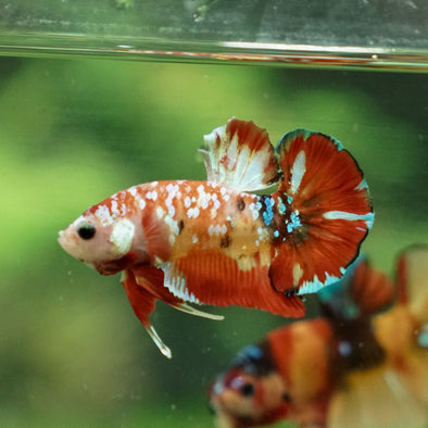 Multicolor/Galaxy Koi Plakat -11 weeks Old