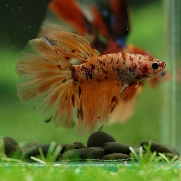 Galaxy/Candy Koi Halfmoon - 14 weeks old