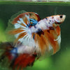 Galaxy/Candy Koi Halfmoon - 13 weeks old