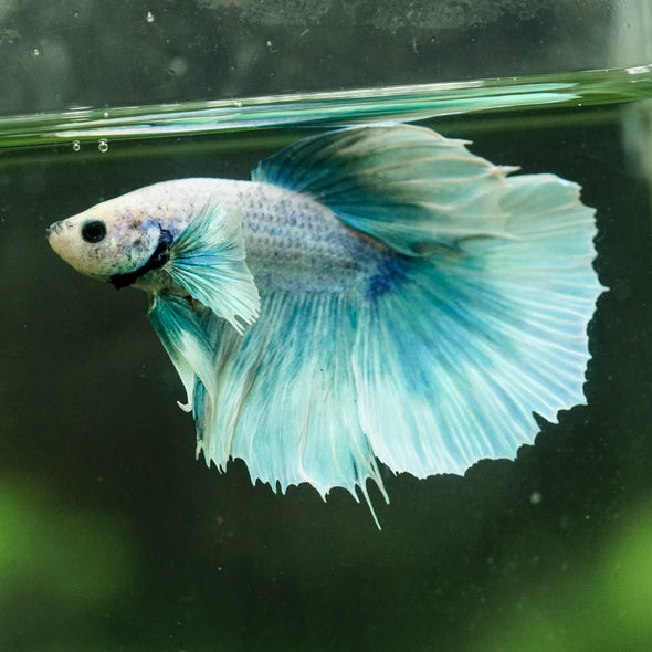 Dumbo Halfmoon - 12 weeks old