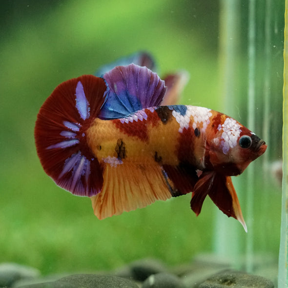 Multicolor/Galaxy Koi Plakat -14 weeks Old