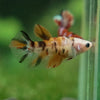 Multicolor/ Galaxy Koi Halfmoon- Female- 13 Weeks Old