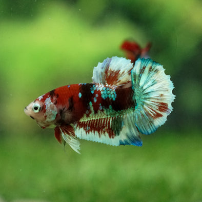 Multicolor/Galaxy Koi Plakat -11 weeks Old