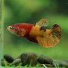 Multicolor/ Galaxy Koi Plakat- Female- 13 Weeks Old