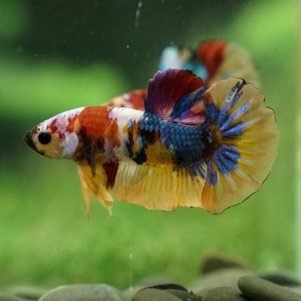 Multicolor/Galaxy Koi Plakat -13 weeks Old