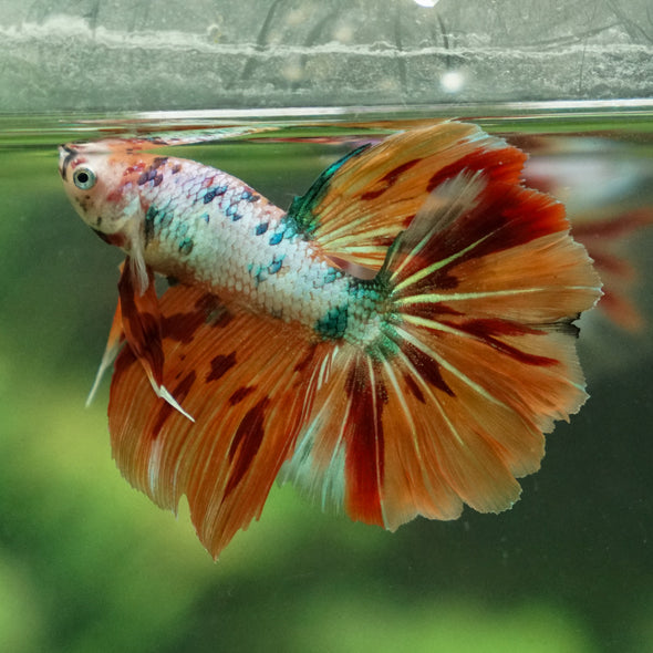 Galaxy/Candy Koi Halfmoon - 13 weeks old