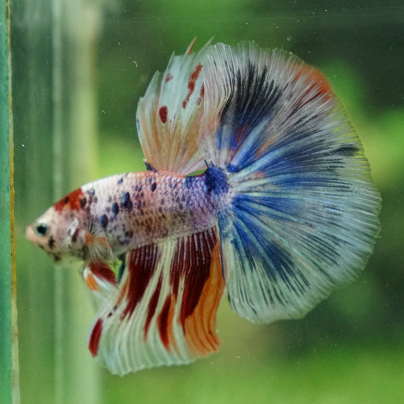 Galaxy/Candy Koi Halfmoon - 13 weeks old