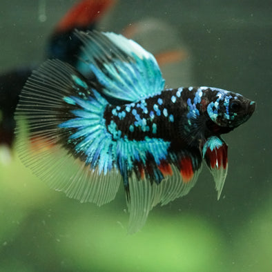 Black Base Galaxy/Candy Koi Halfmoon - 14 weeks old
