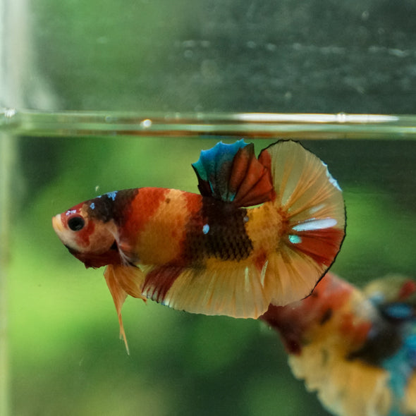 Multicolor/Galaxy Koi Plakat -11 weeks Old