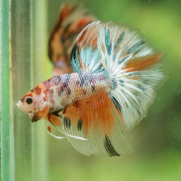 Galaxy/Candy Koi Halfmoon - 14 weeks old