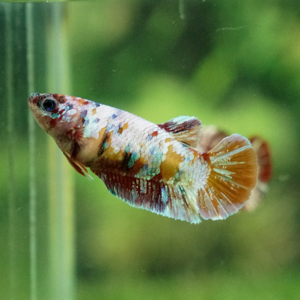 Multicolor/ Galaxy Koi Plakat - Female- 13 Weeks Old