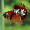 Multicolor/Galaxy Koi Plakat -16 weeks Old