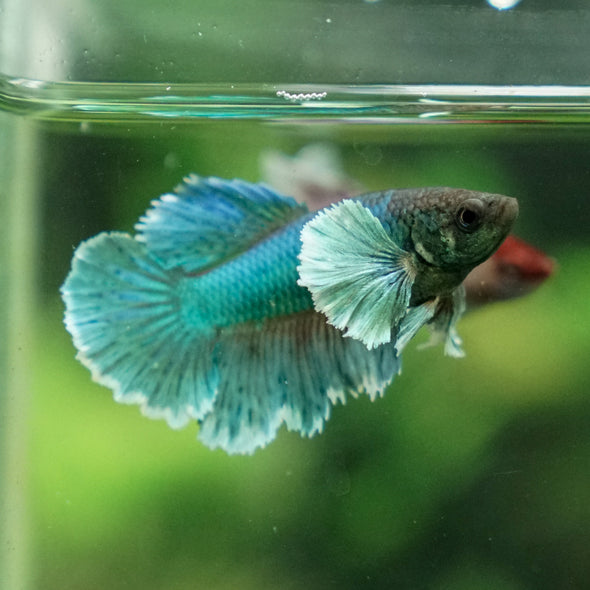 Dumbo Halfmoon - Female