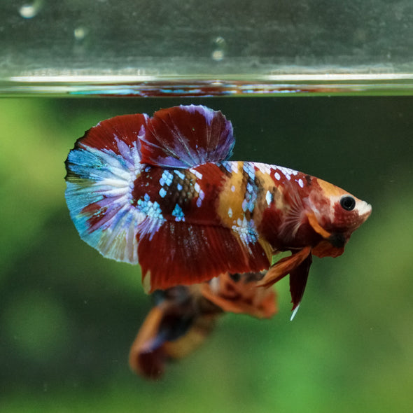 Multicolor/Galaxy Koi Plakat -13 weeks Old