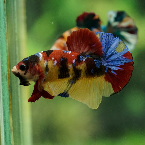 Multicolor/Galaxy Koi Plakat -15 weeks Old