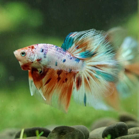 Galaxy/Candy Koi Halfmoon - 14 weeks old