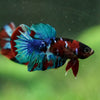Multicolor/Galaxy Koi Plakat -16 weeks Old